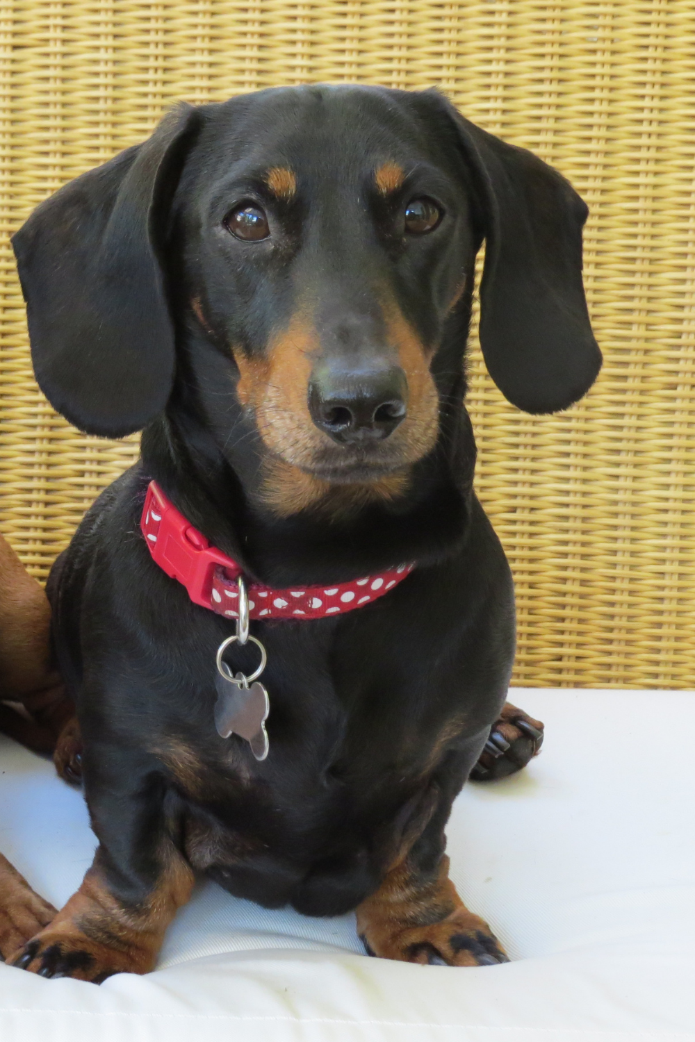 Oscar Wilde, the Dog, Not the Poet